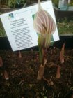 Arisaema candidissimum